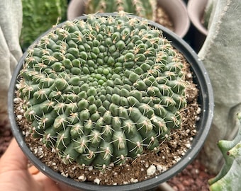 elefantenfu terrasse Beaucarnea Nolina recurvata