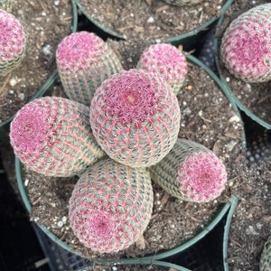 Rare Cactus, Echinocereus Rigidissimus Rainbow Cluster 3-6 Heads, Live Plant