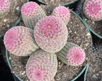 Rare Cactus - Echinocereus Rigidissimus Rainbow Cluster 3-6 Heads