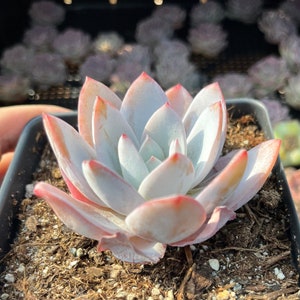 Rare Echeveria, White Lotus Succulent, Live Plant, Indoor/Outdoor Decor