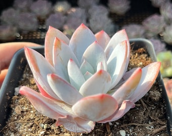 Rare Succulents - Echeveria White Lotus