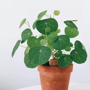 May include: A potted Pilea Peperomioides plant, also known as a Chinese Money Plant, with large, round, green leaves. The plant is in a terracotta pot, set against a white background. The leaves have prominent veins.