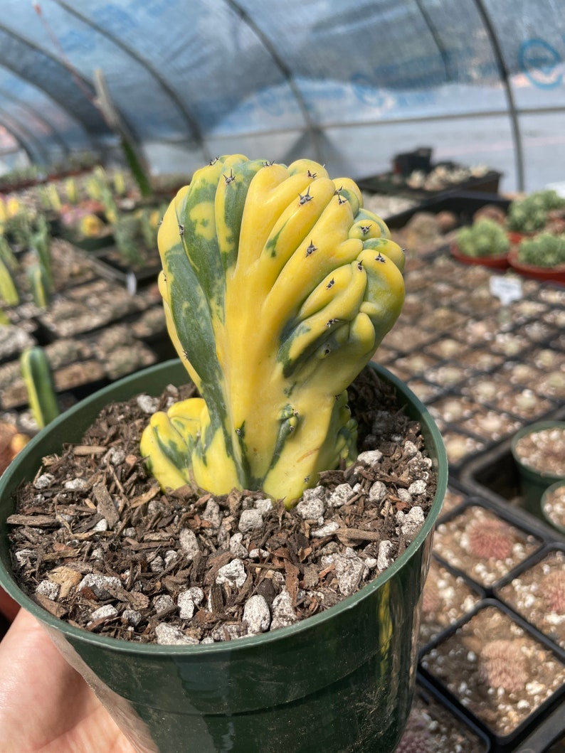 Rare Cactus Myrtillocactus Geometrizans Crested var. Fred variegata image 3