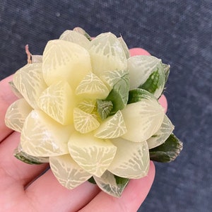 Rare Succulents - Haworthia Cooperi variegata, Live Plant