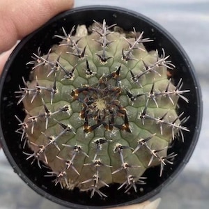 best growing light for indoor plants Grow Light Stand