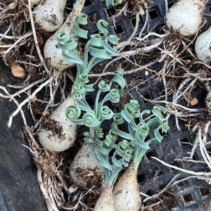 Ornithogalum Concordianum, Rare Succulents, Chubby Beauty, Budding Bulb 0.41 image 9