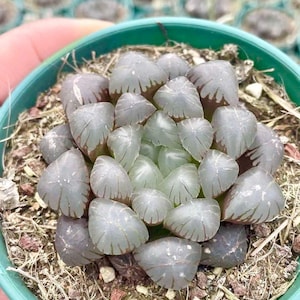 Rare Haworthia Cooperi OB1 Succulent, Live Plant