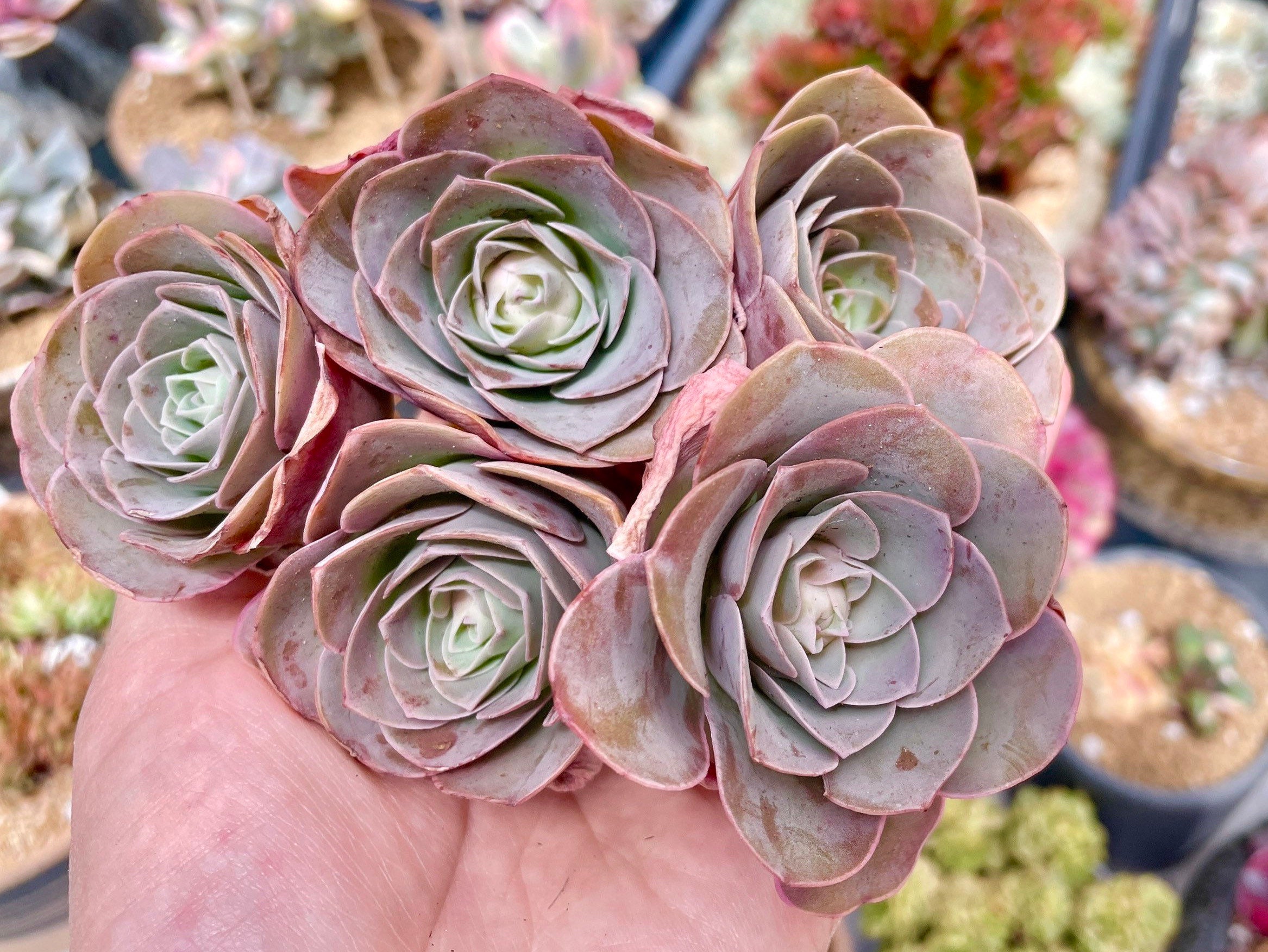 Rare Succulents - Greenovia Pink Pandora