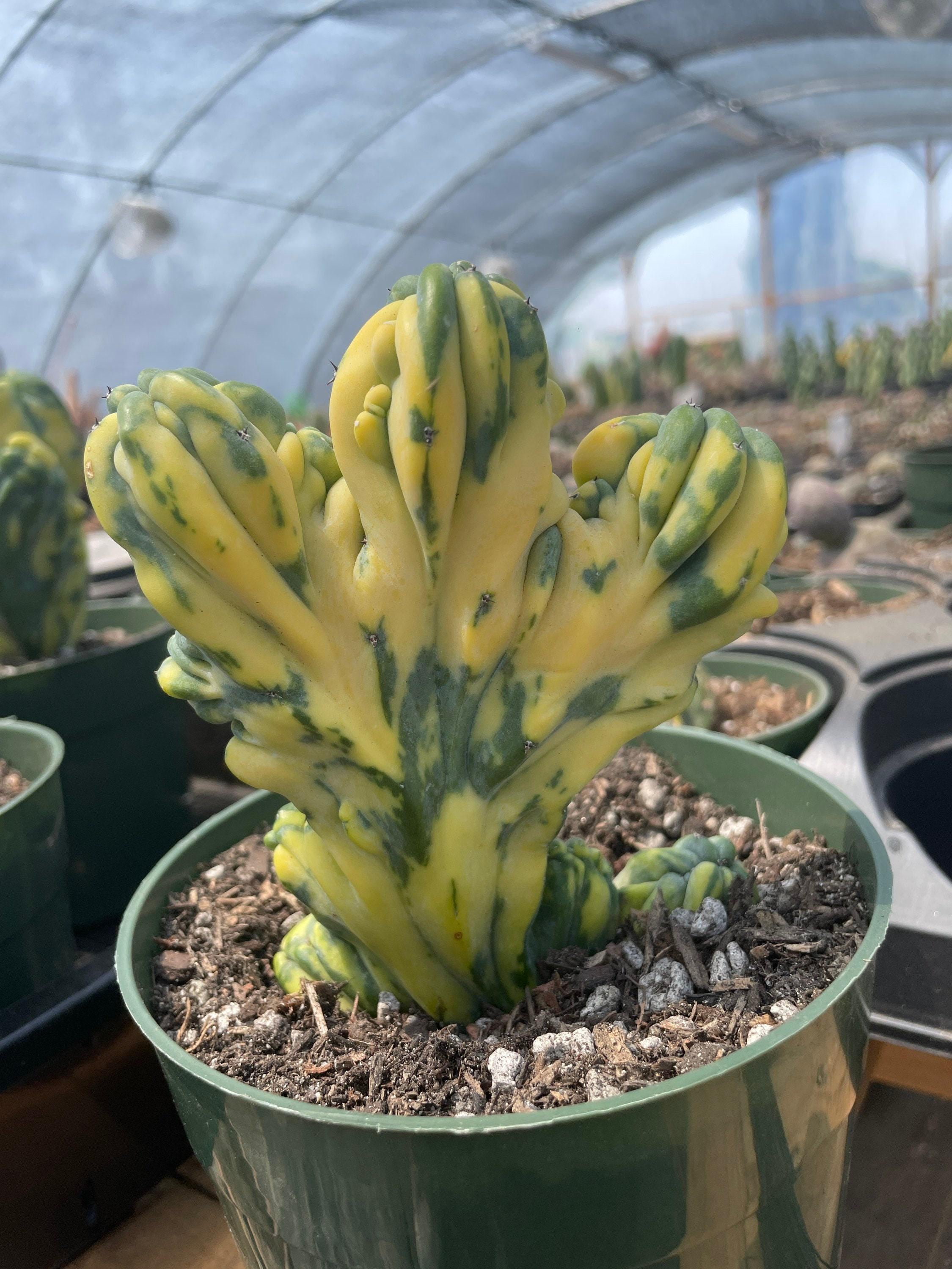Rare Cactus, Myrtillocactus Geometrizans Crested Var. Fred Variegata, Live  Plant - Etsy