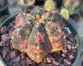 Rare Cactus, Gymnocalycium Horstii Variegata (2"), Live Plant - Etsy Hong  Kong