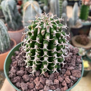 Euphorbia Columnaris, Rare Succulent Plant - Minimalist Home Decor