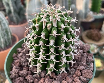 Euphorbia Columnaris, Rare Succulent Plant - Minimalist Home Decor