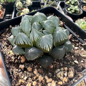 1am Succulent - Etsy