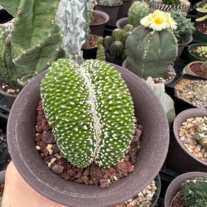 Rare Cactus, Blossfeldia Liliputana Crested (3”)