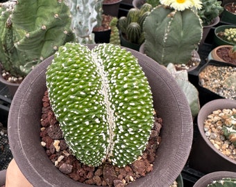 Rare Cactus - Blossfeldia Liliputana Crested