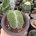 see more listings in the Rare Cactus section