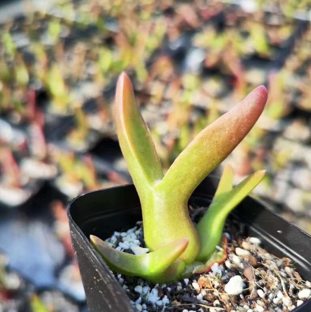 Rare Succulents - Mitrophyllum Mitratum, Spliting (2”), Live Plant - Etsy