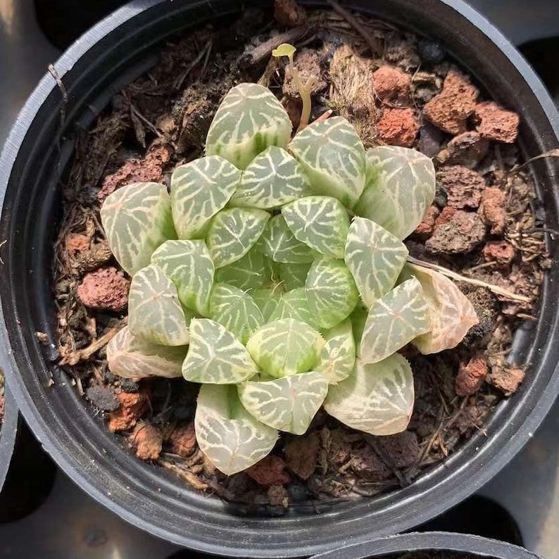Rare Succulents - Haworthia White Cooperi Variegata - Thumbnail 4