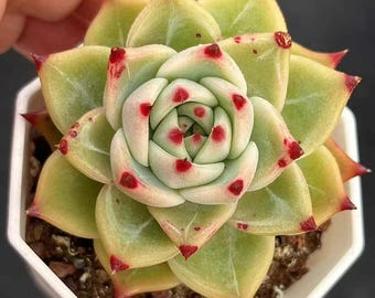 Rare Succulents, Echeveria Agavoides Blue Dragon, Live Plant