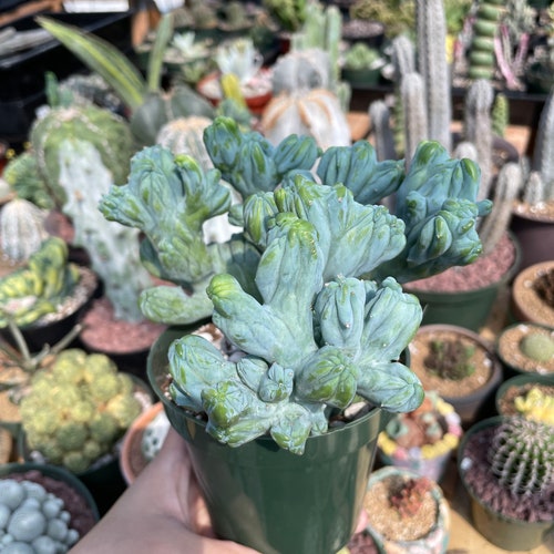 Rare Cactus - Myrtillocactus buy Geometrizans Crested Var Fred