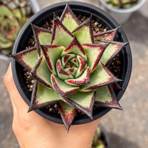 Rare Succulents, Echeveria Agavoides - Ebony | Live Plant, 3.5" Pot, Indoor Outdoor Decor