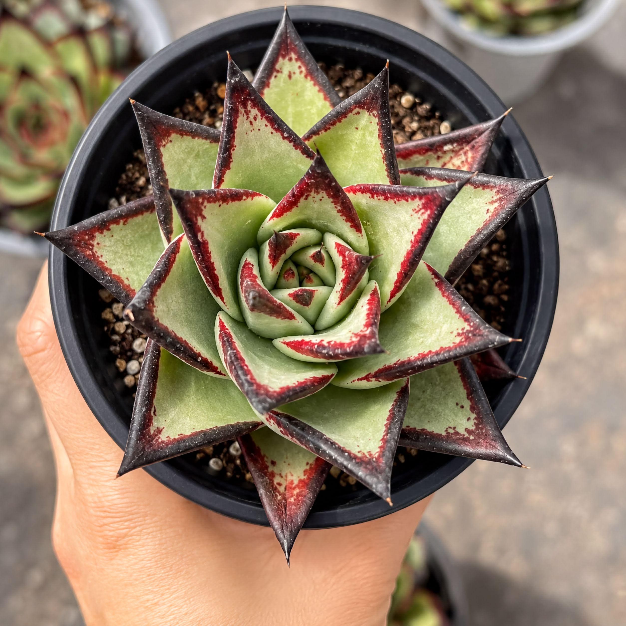 Rare Succulents, Echeveria Agavoides - Ebony | Live Plant, 3.5