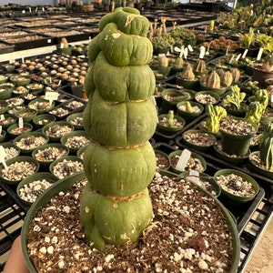 Rare Cactus Eulychnia Castanea cv. varispiralis, spiral special form image 3
