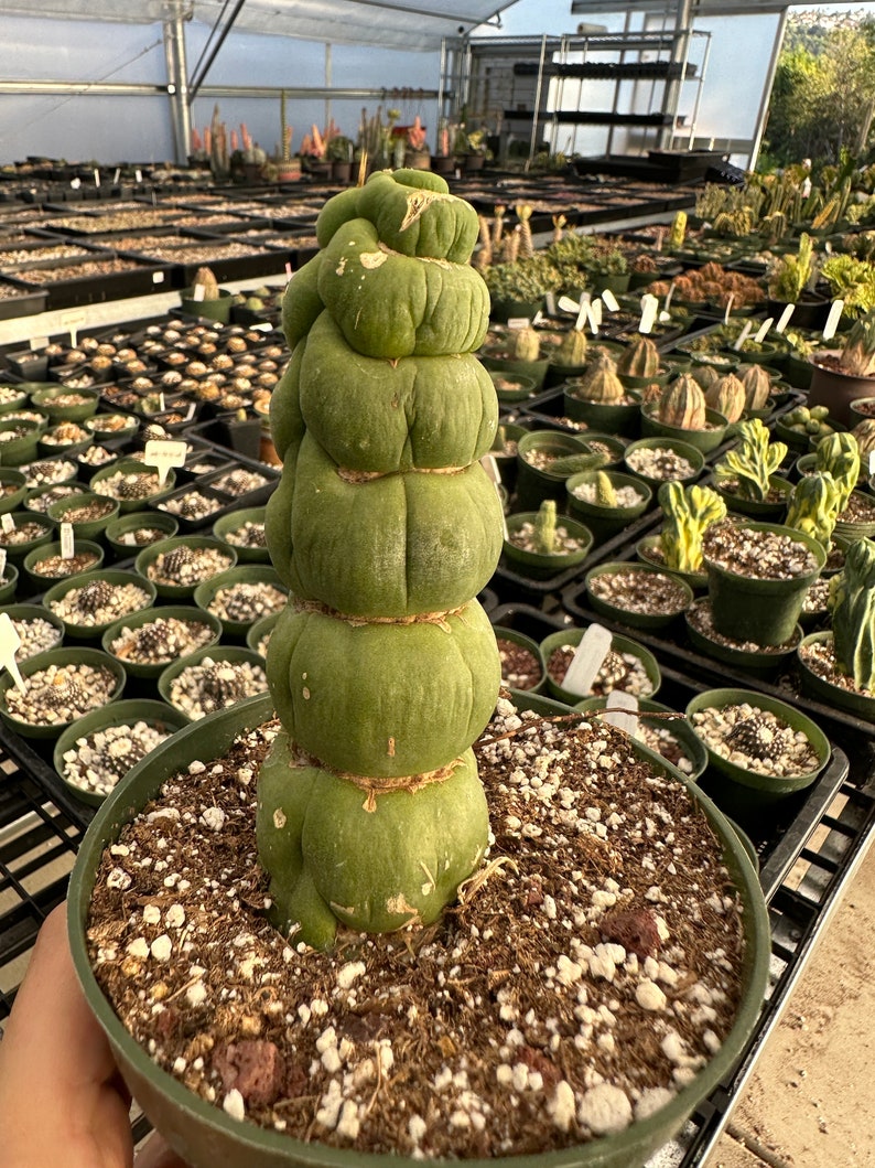 Rare Cactus Eulychnia Castanea cv. varispiralis, spiral special form image 3