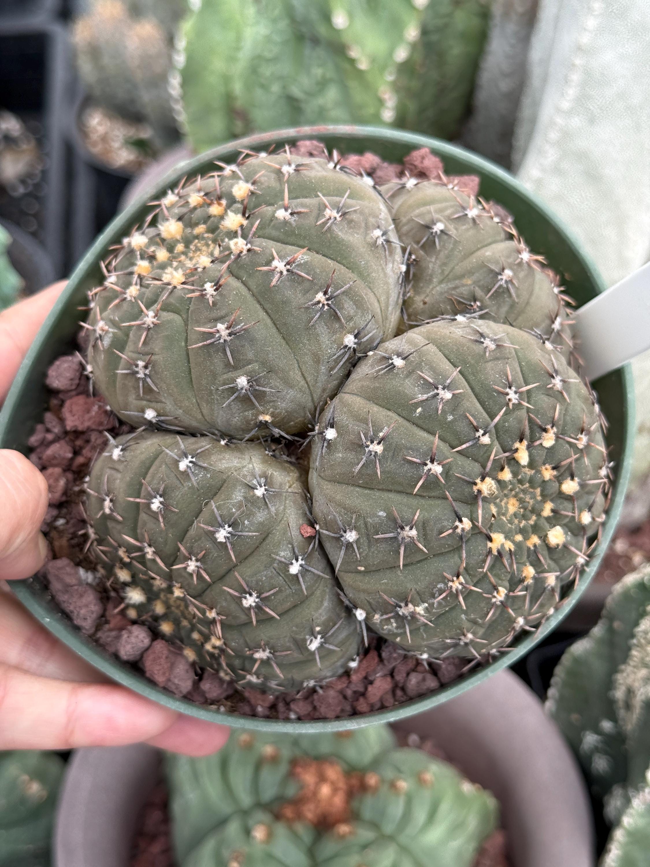Rare Gymnocalycium Cactus: Black Spine Cluster, Easy Houseplant (3-4 Heads)  - Etsy