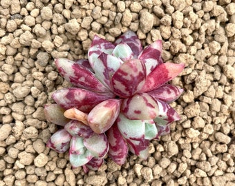 Rare Succulents - Echeveria Echo double heads (1.5", Green in summer)