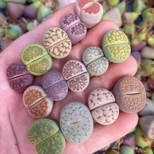 Rare Succulents, Lithops spp. (0.5"), Live Plant