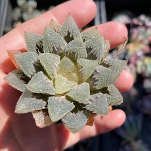 Rare Succulents, Haworthia Hakutei-Jyo (3&quot;), Live Plant