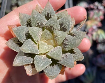 Rare Succulents, Haworthia Hakutei-Jyo (3&quot;), Live Plant