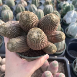 Rare Cactus - Echinopsis Famatimensis cluster