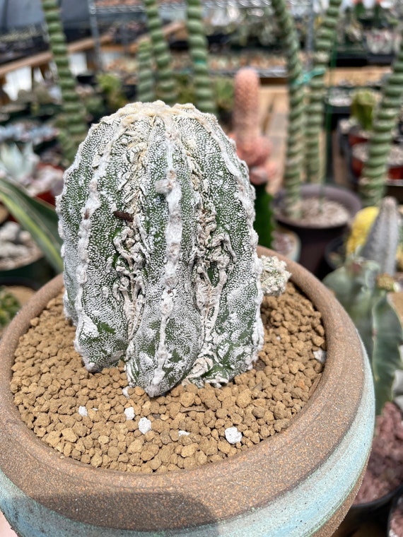 Rare Cactus, Astrophytum Myriostigma Cv. Onzuka Fukuryu