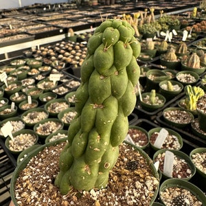 Rare Cactus Eulychnia Castanea cv. varispiralis, spiral special form image 6