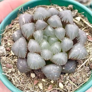 Rare Haworthia Cooperi OB1 Succulent, Live Plant