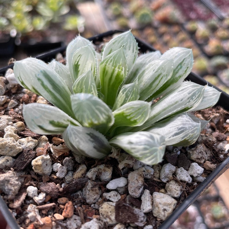 Rare Succulents - Haworthia White Cooperi Variegata - Thumbnail 3