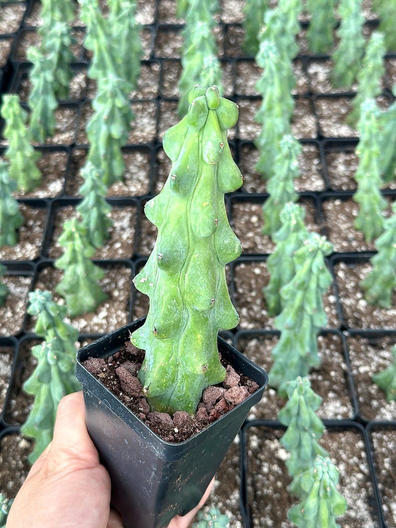 1am Succulents Boobie Cactus Myrtillocactus Geometrizans Fukurokuryuzinboku - Thumbnail 3