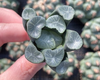 Rare Succulents - Haworthia Maughanii Jade Dragon