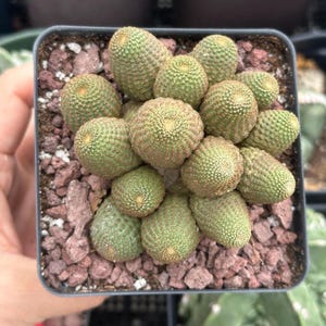 Rare Cactus, Echinopsis Famatimensis Cluster 3"-4"