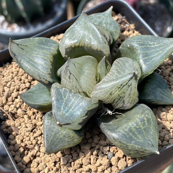 Rare Succulents - Haworthia Emelyae var. Comptoniana 'Urahannya' (2.5-3"）