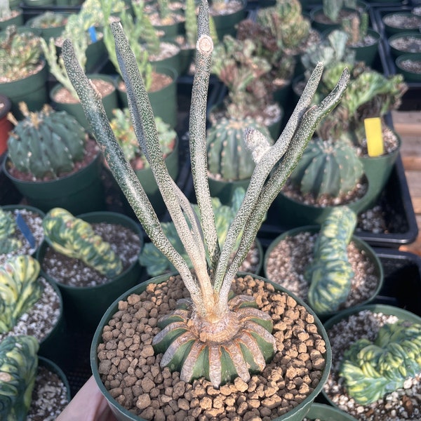 Rare Cactus - Astrophytum caput-medusae (4”pot)