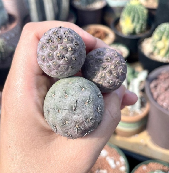 Rare Cactus, Tephrocactus Geometricus (single Ball Cutting), Live Plant -  Etsy Israel