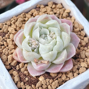 Rare Succulents - Echeveria White Elegans, Live Plant