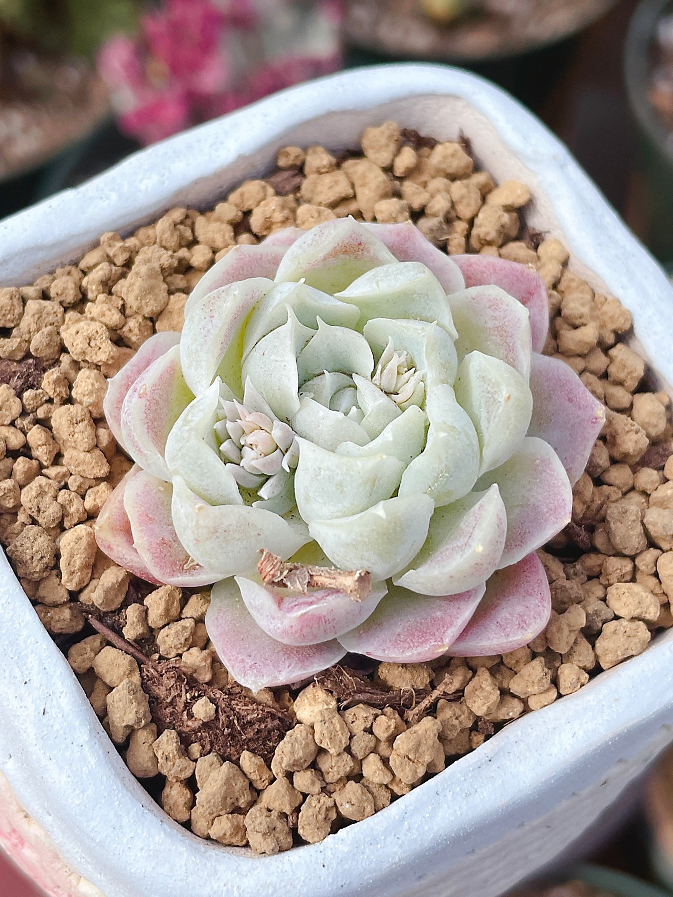 Rare Succulents - Echeveria White Elegans, Live Plant