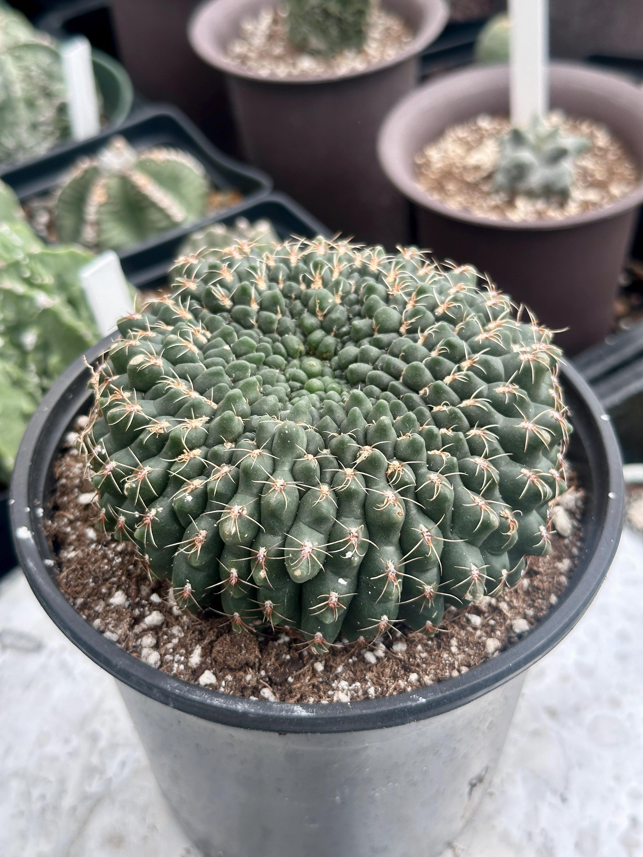 Rare Cactus, Gymnocalycium Baldianum Crested, Live Plant - Etsy 日本