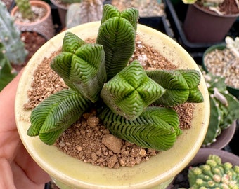 Crassula Quadrangularis (2”-2.5”), Rare Succulent Plants, Crassula Exotic, Cluster