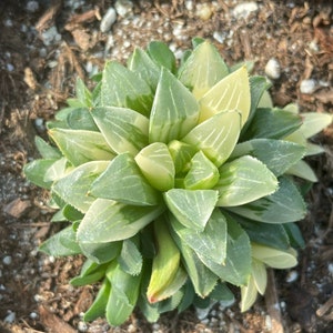 Rare Succulents - Haworthia Variegated Heidelbergensis with pups (3")