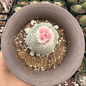 Rare Cactus, Epithelantha Micromeris (Single Head), Live Plant